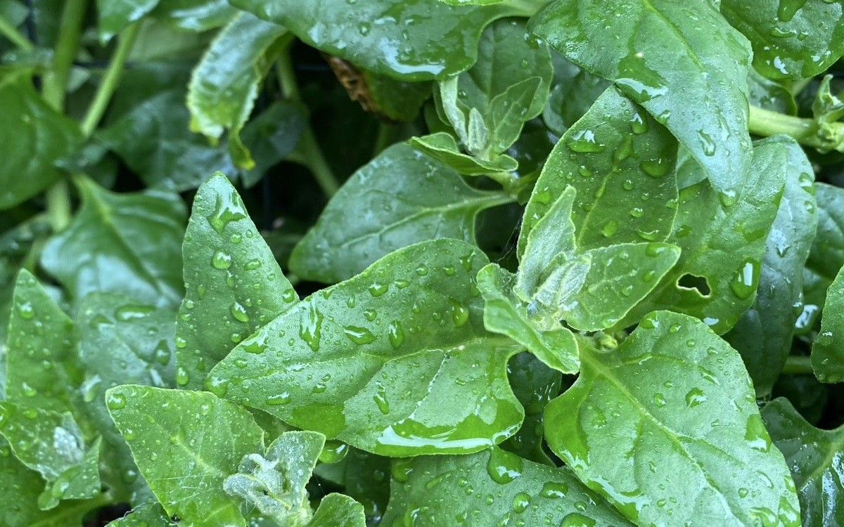 Fresh greens laid out for sale at a stall