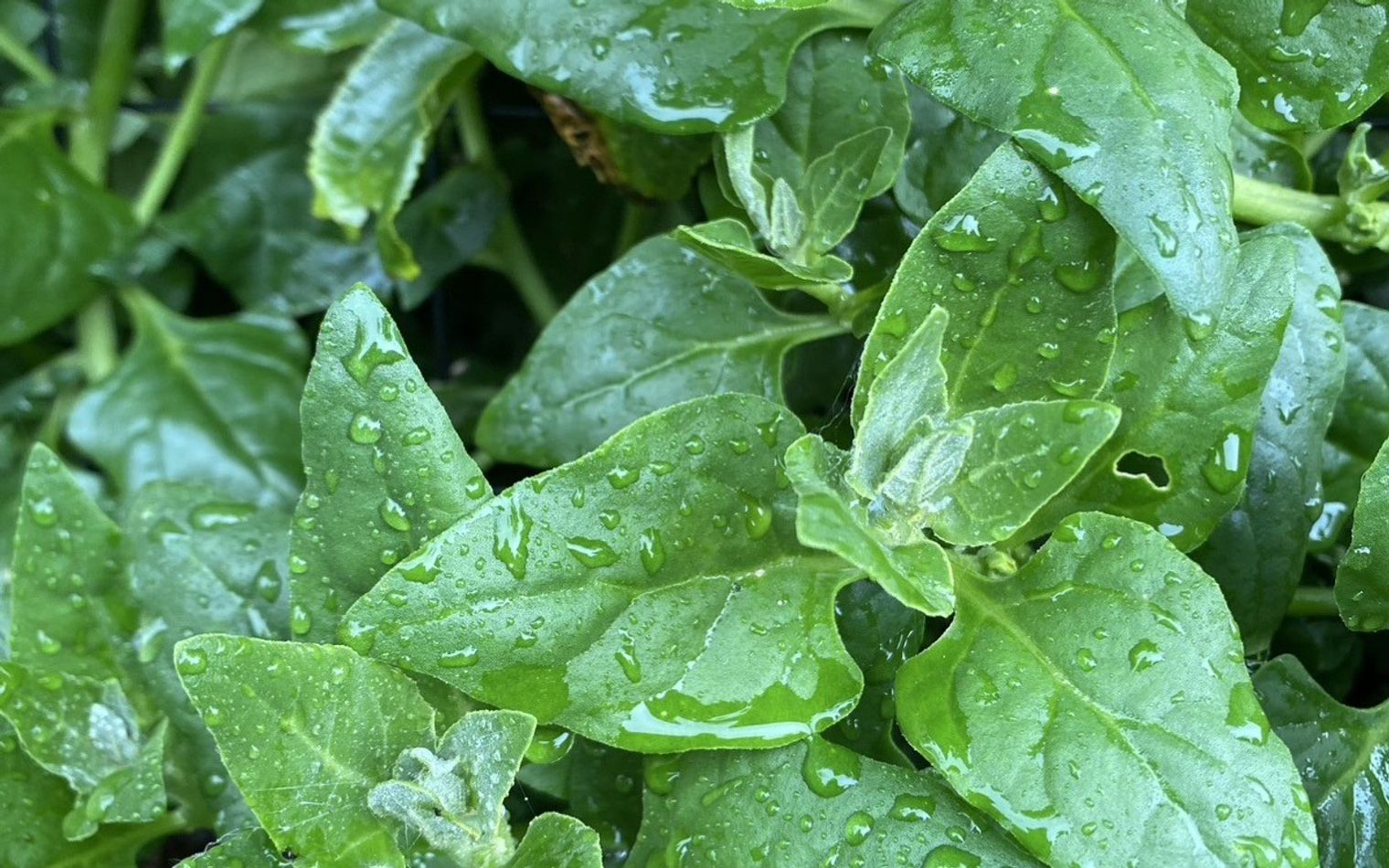 Fresh greens laid out for sale at a stall