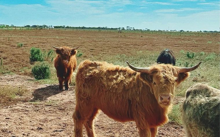 Shaggy ginger Highland cattle with long horns standing in a dry paddock under a blue sky