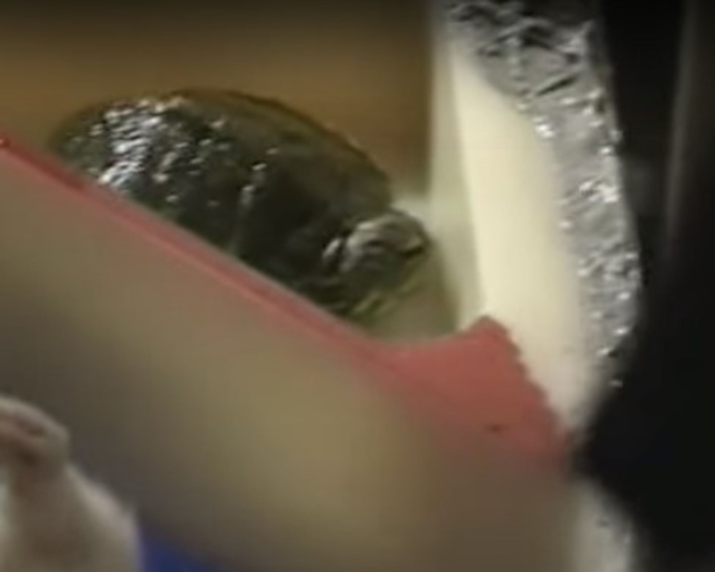 Two Turtles