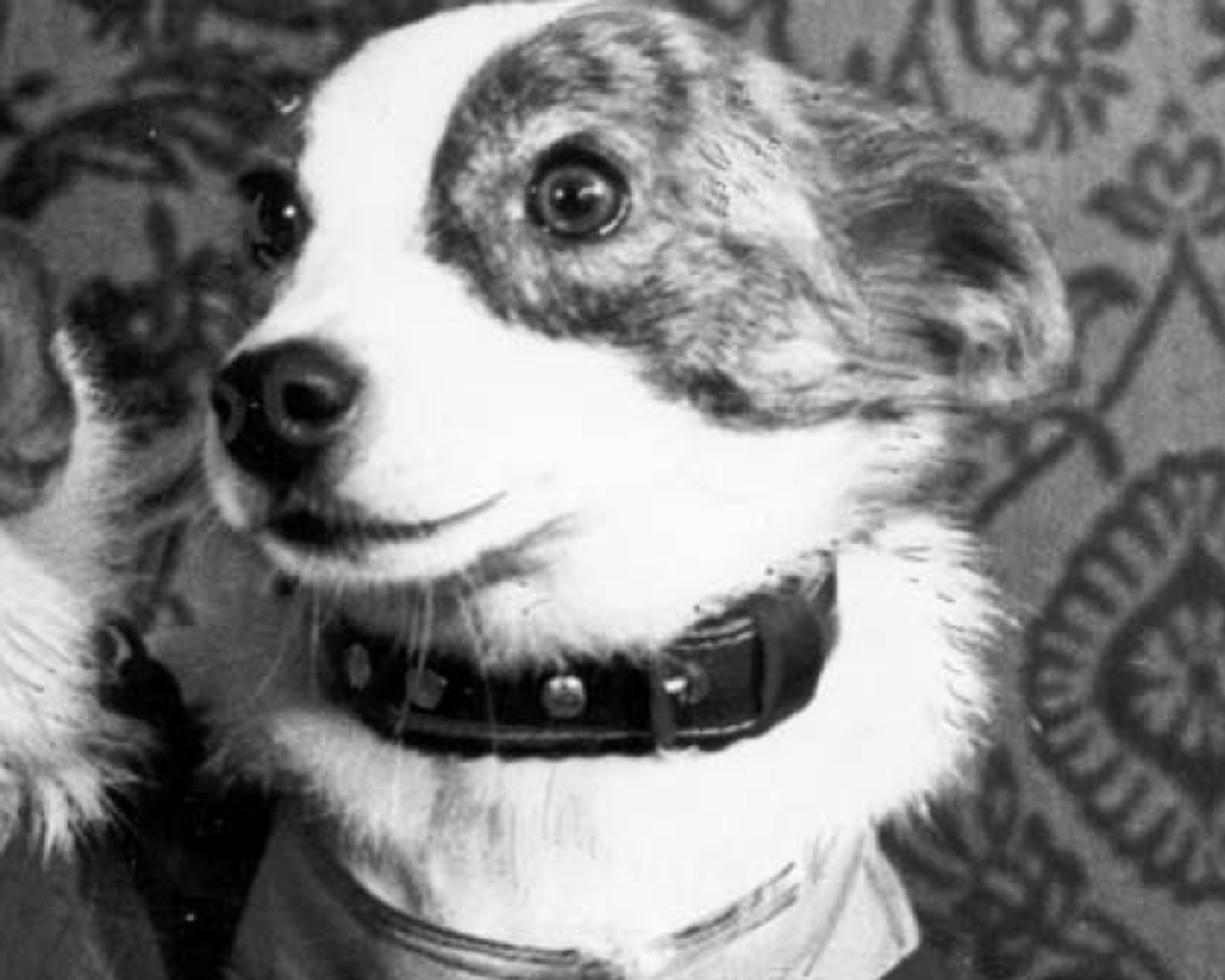 Strelka (Little Arrow)