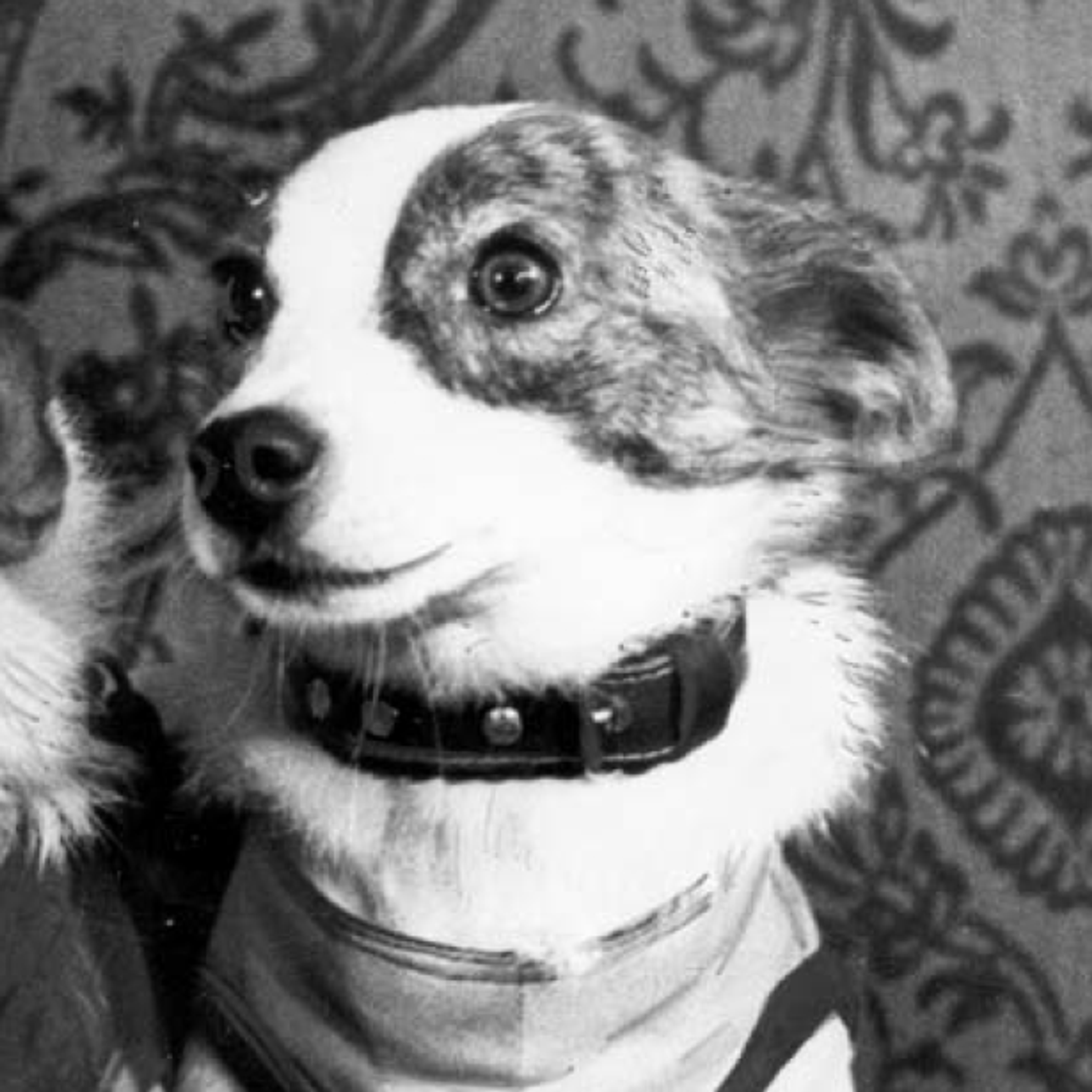 Strelka (Little Arrow)