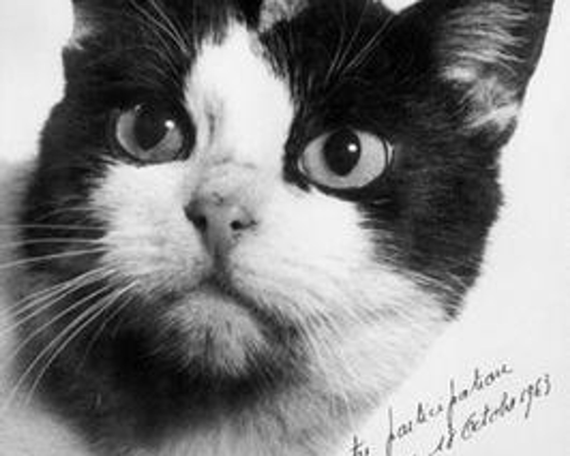 Félicette 