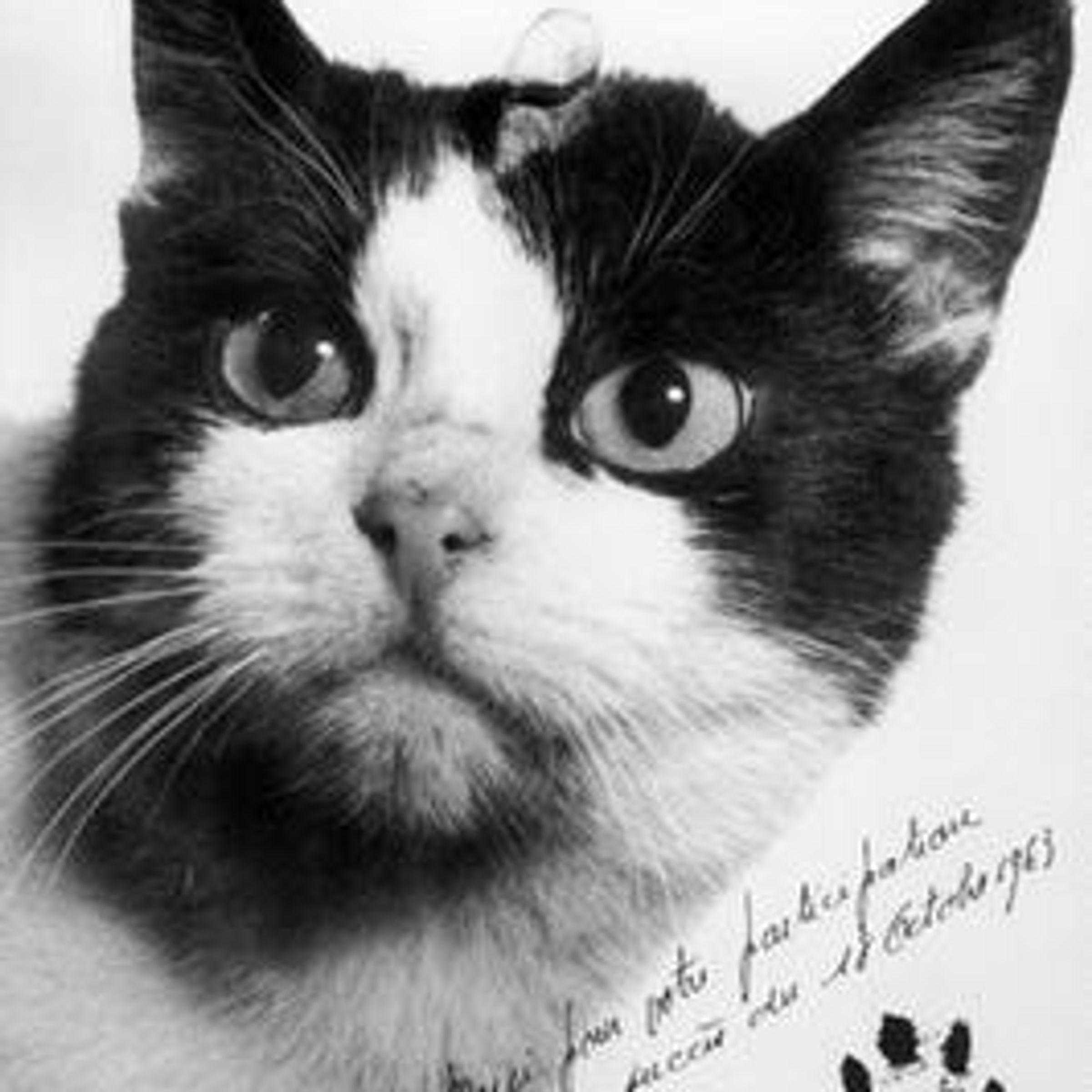 Félicette 