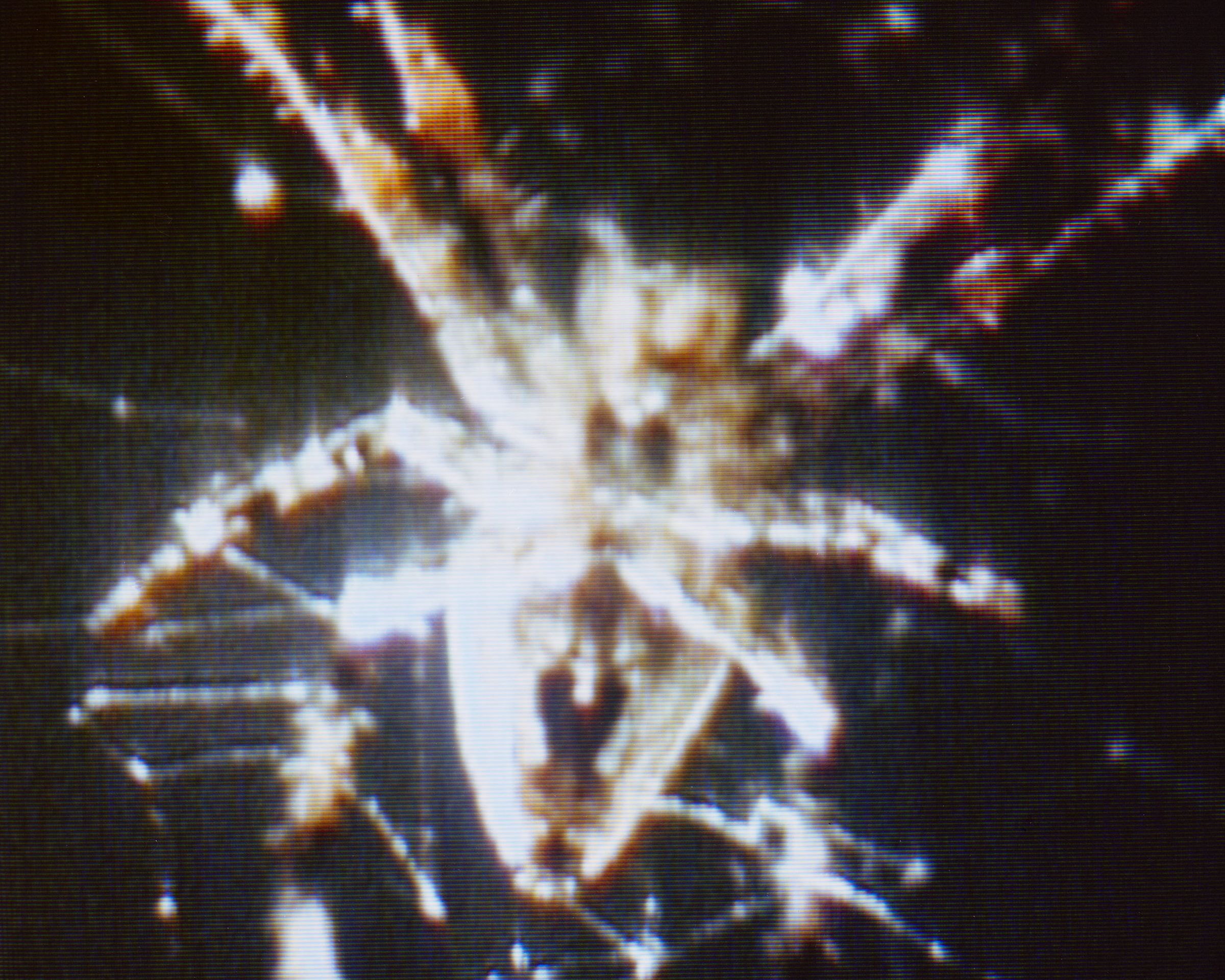 Two Araneus diadematus spiders
