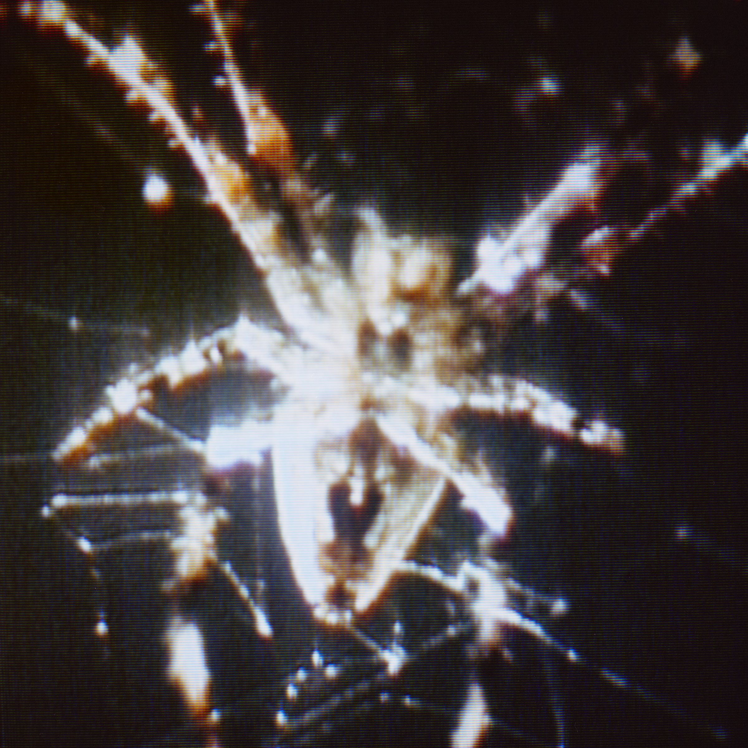 Two Araneus diadematus spiders