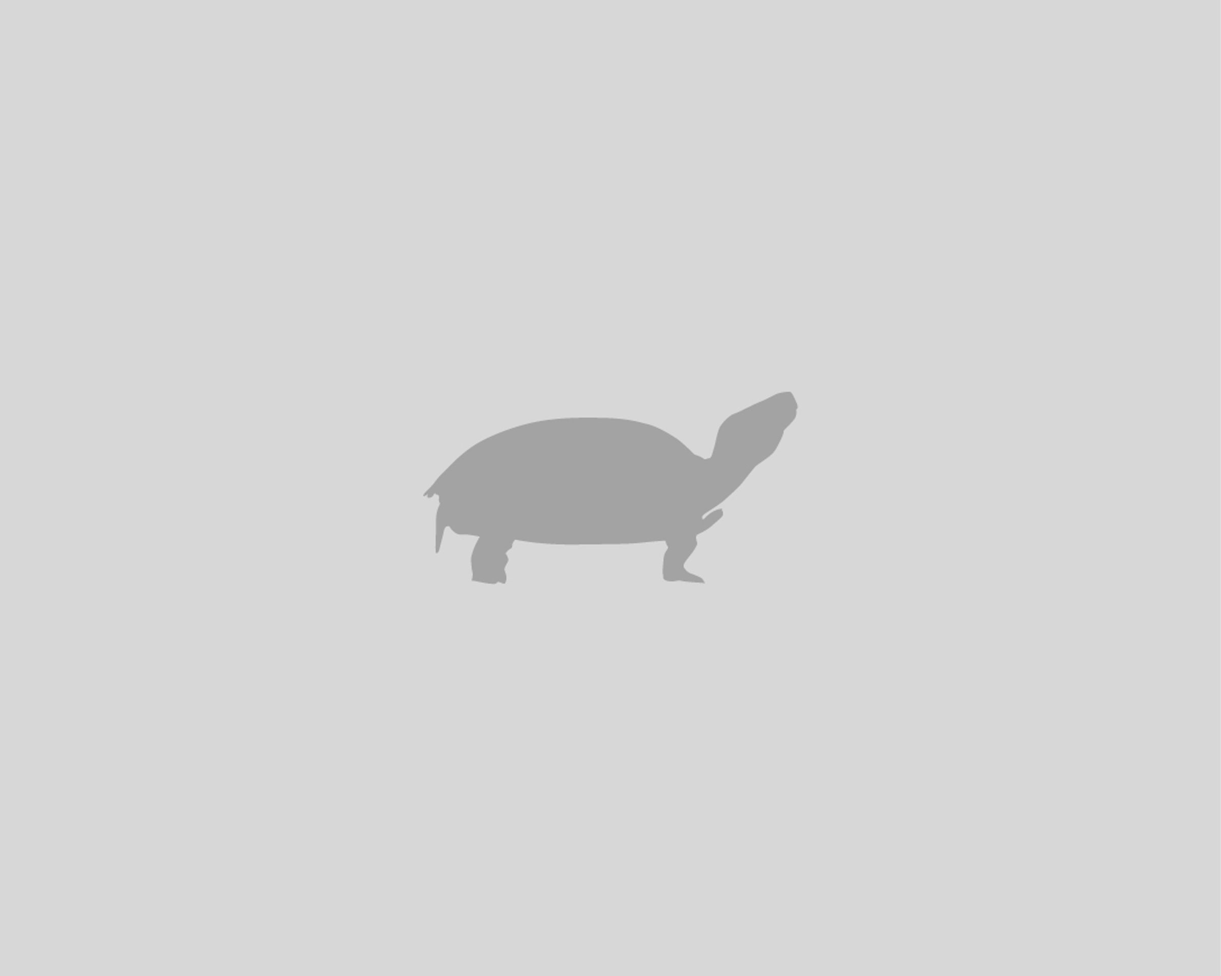 Four Steppe Tortoises