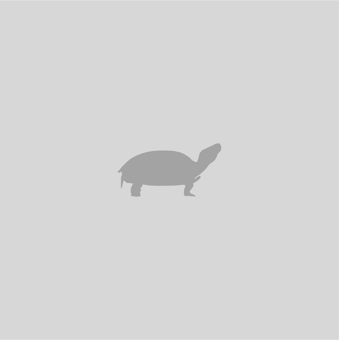 Four Steppe Tortoises
