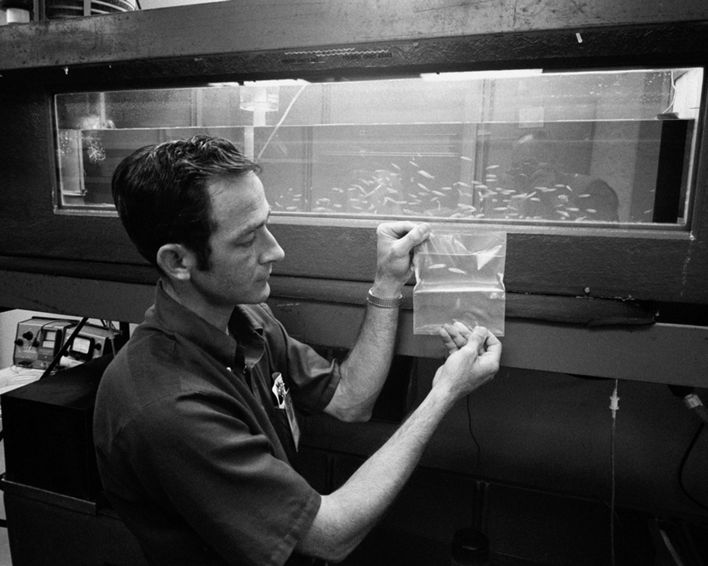 Adult Mummichog Fish