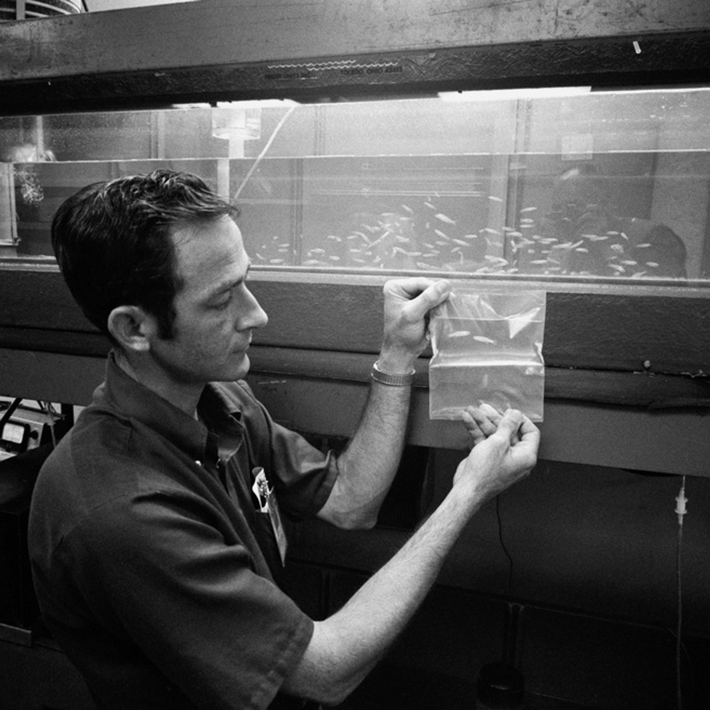 Adult Mummichog Fish