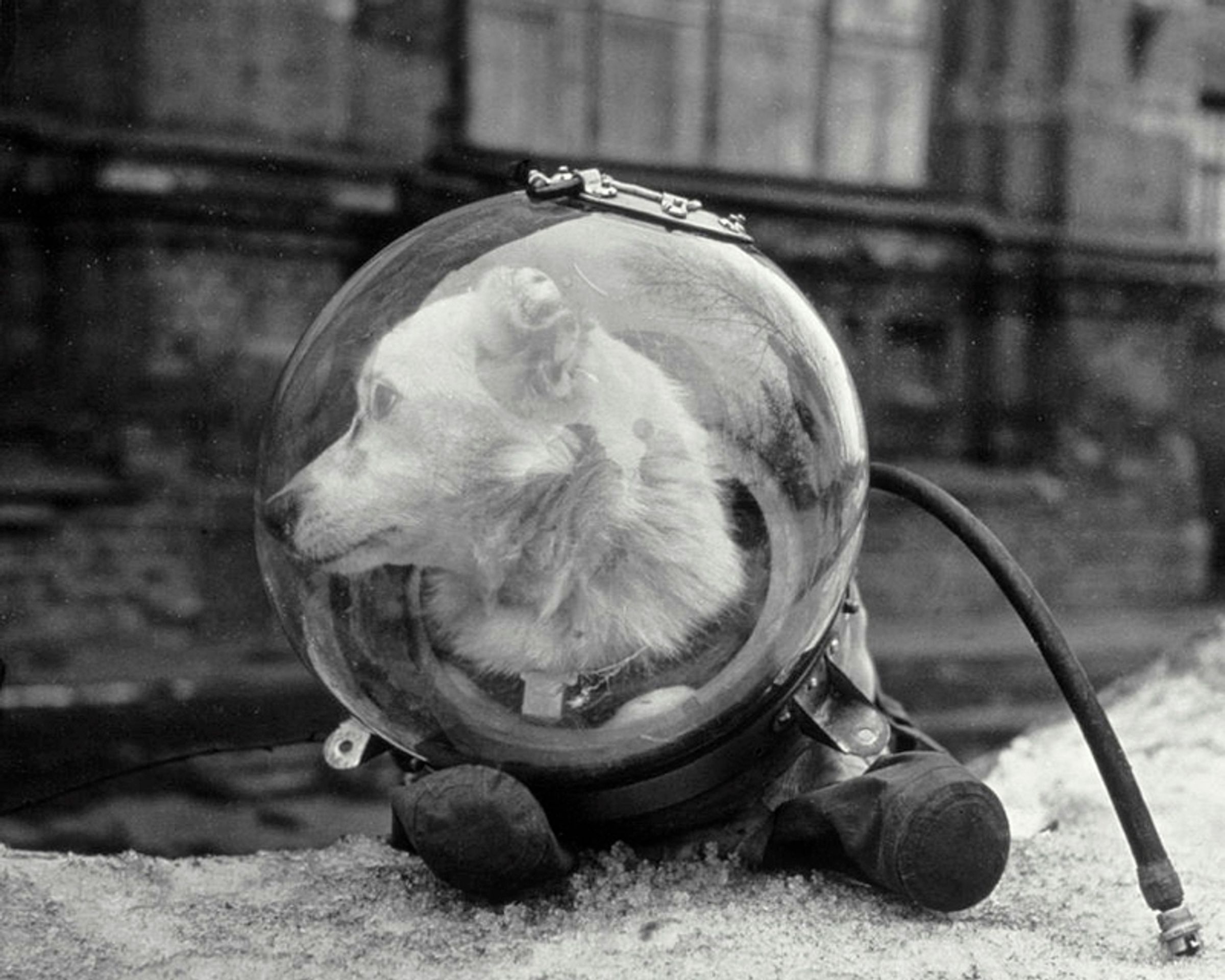 Belka (Squirrel)