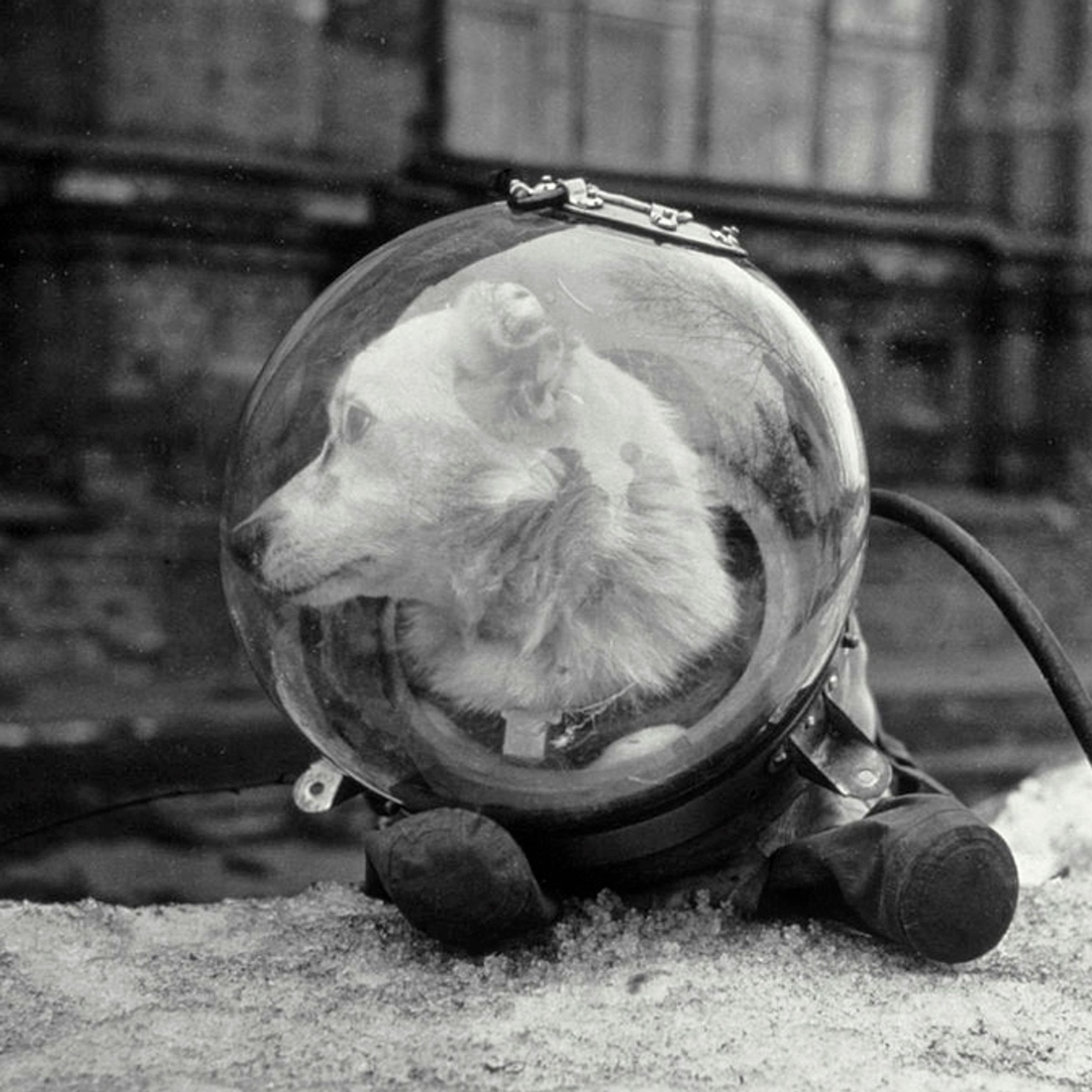 Belka (Squirrel)