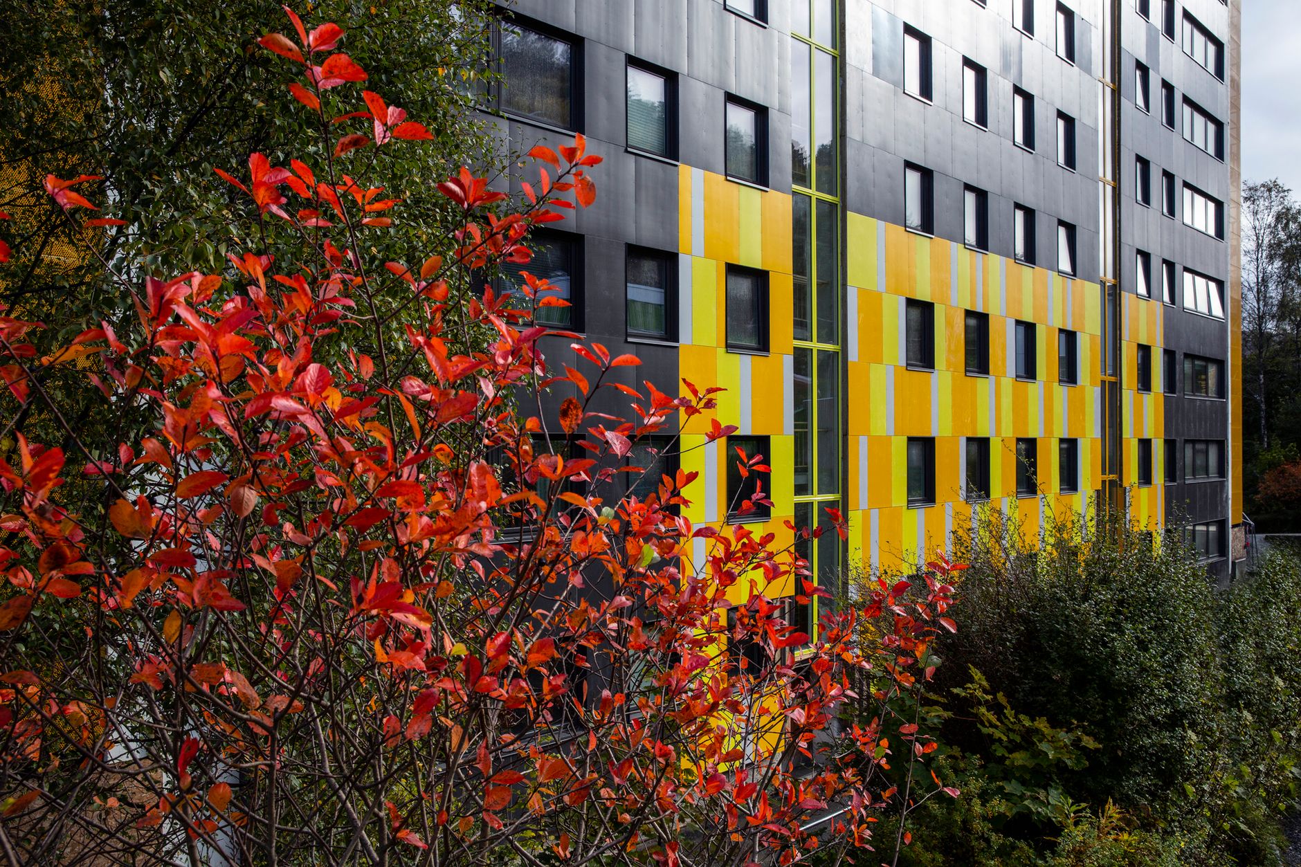a yellow and black building with red leaves in front of it .