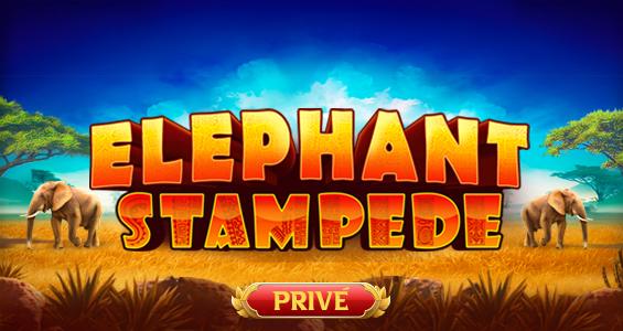 Elephant Stampede Prive