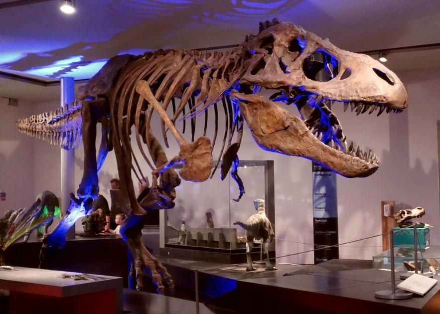 A mounted Tyrannosaurus rex skeleton on display in a museum hall.