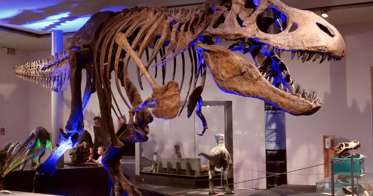 A mounted Tyrannosaurus rex skeleton on display in a museum hall.