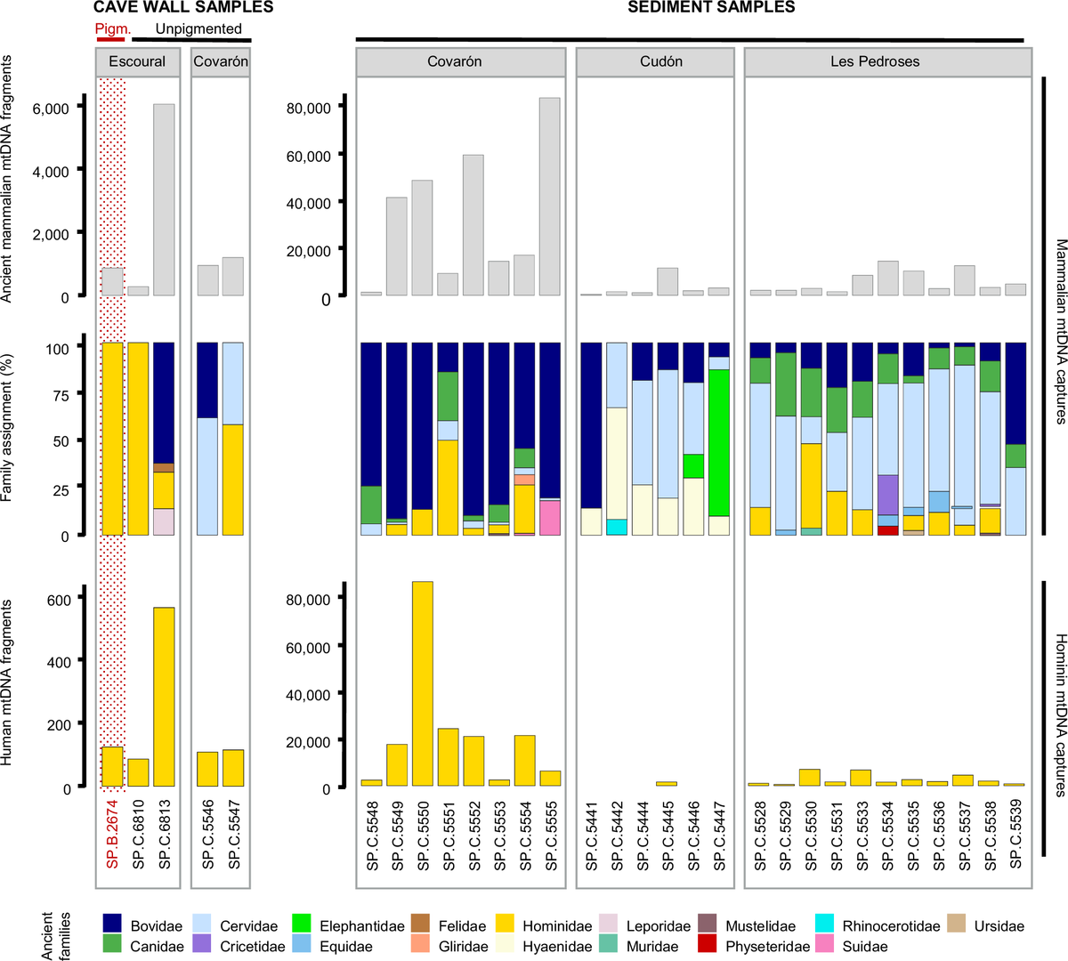 A multi-panel bar chart. The left group, cave wall samples, shows five columns. The sample SP.B.2674 is outlined in red and its family assignment bar is a single colour, hominid, with no other animal families present. Neighbouring unpigmented samples show bars split between hominid and several animal families.