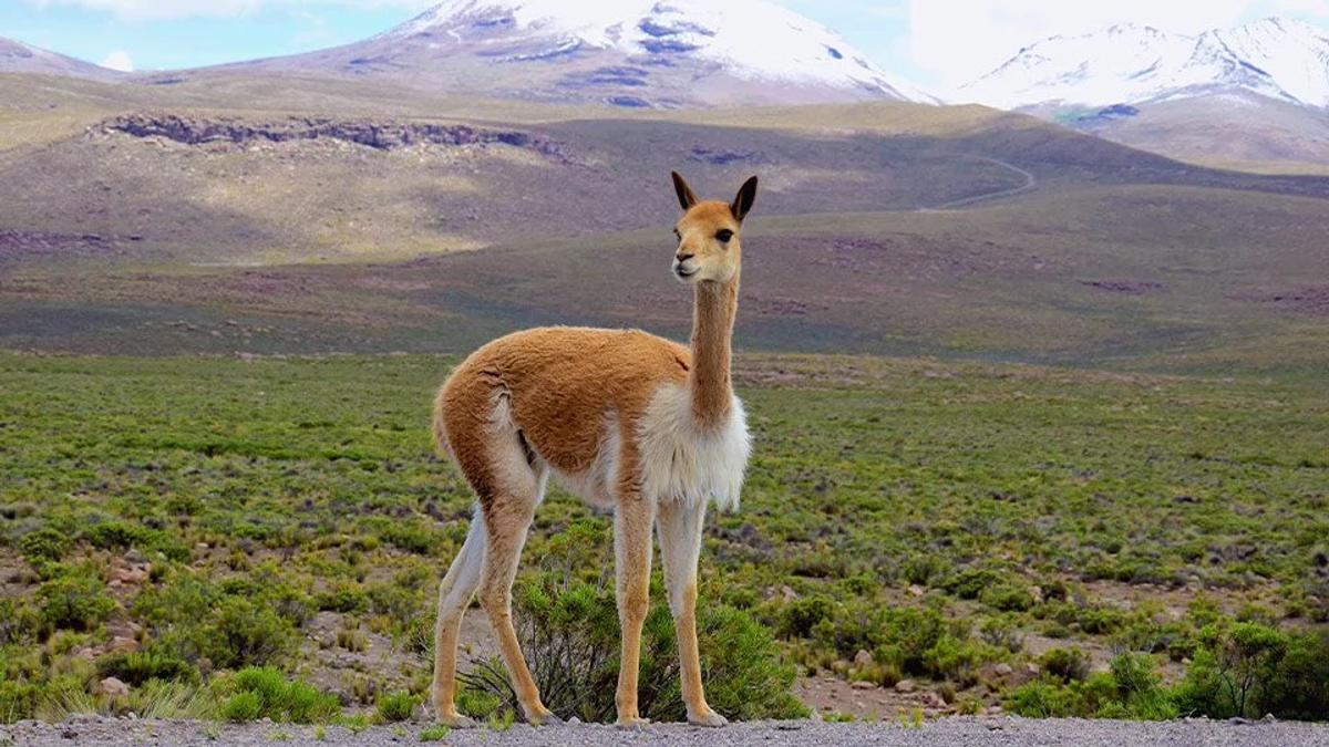 Loro Piana's value is built on the narrative of the world's finest fibers, like those from the vicuña, a rare animal that yields an incredibly small amount of fleece, making its story central to the object's worth.