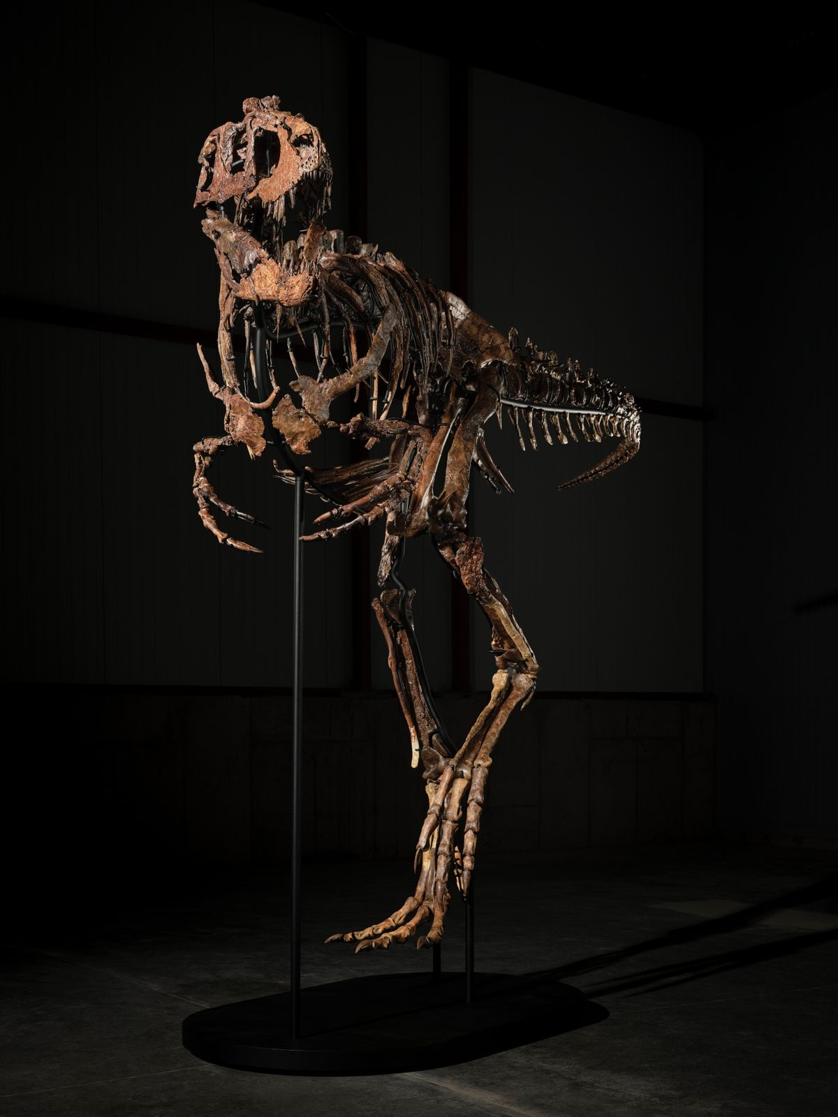 A three-quarter front view of the mounted skeleton, the skull turned toward the camera above the ribcage and the long tail curving away to the right.