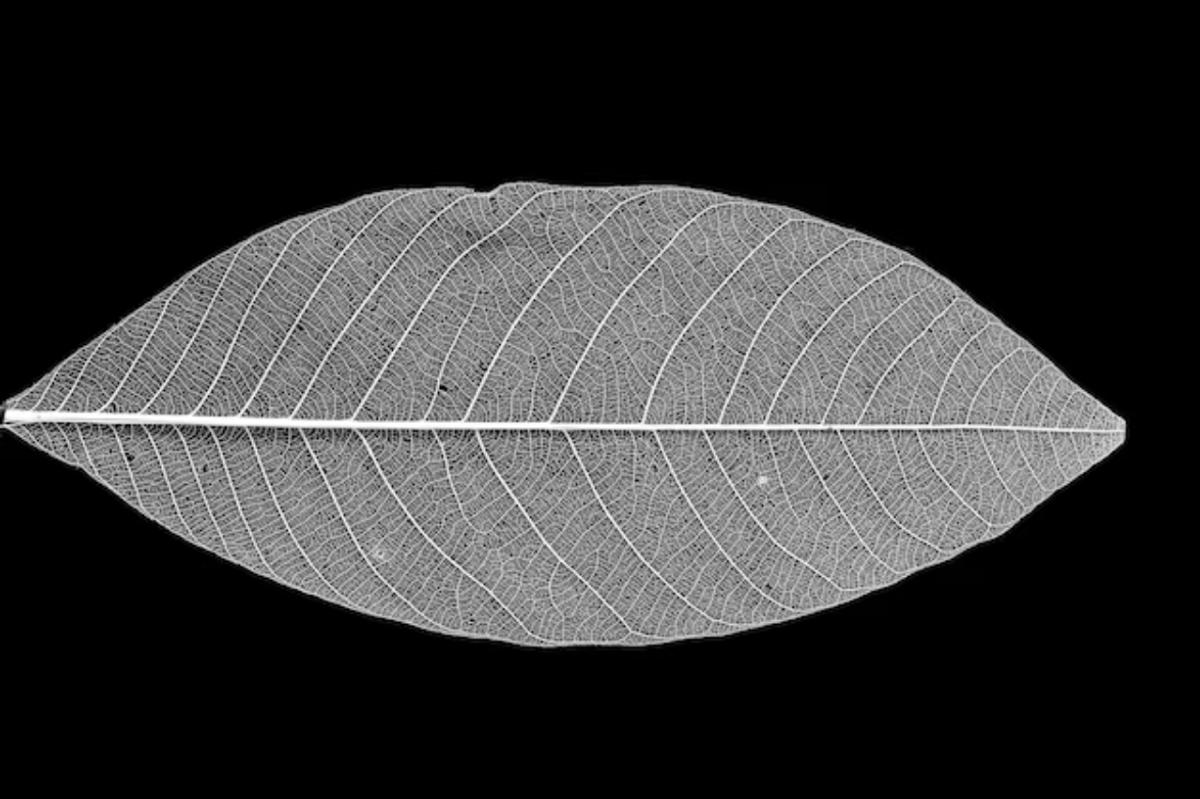A single skeleton leaf photographed against black, its full network of veins visible through the translucent surface.
