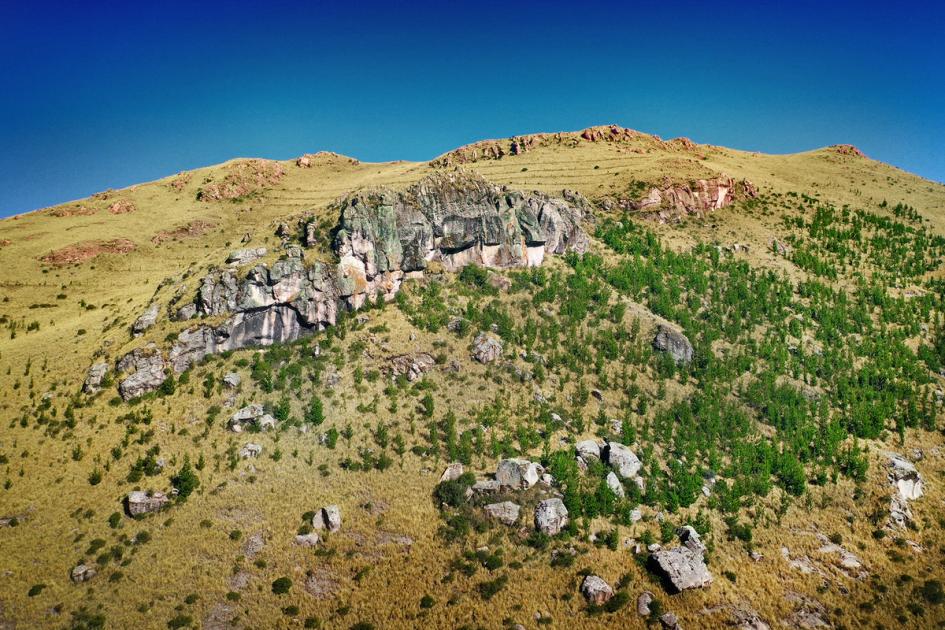 Young pine spreading across upland grassland at Ocra, Peru, a reforestation plantation.