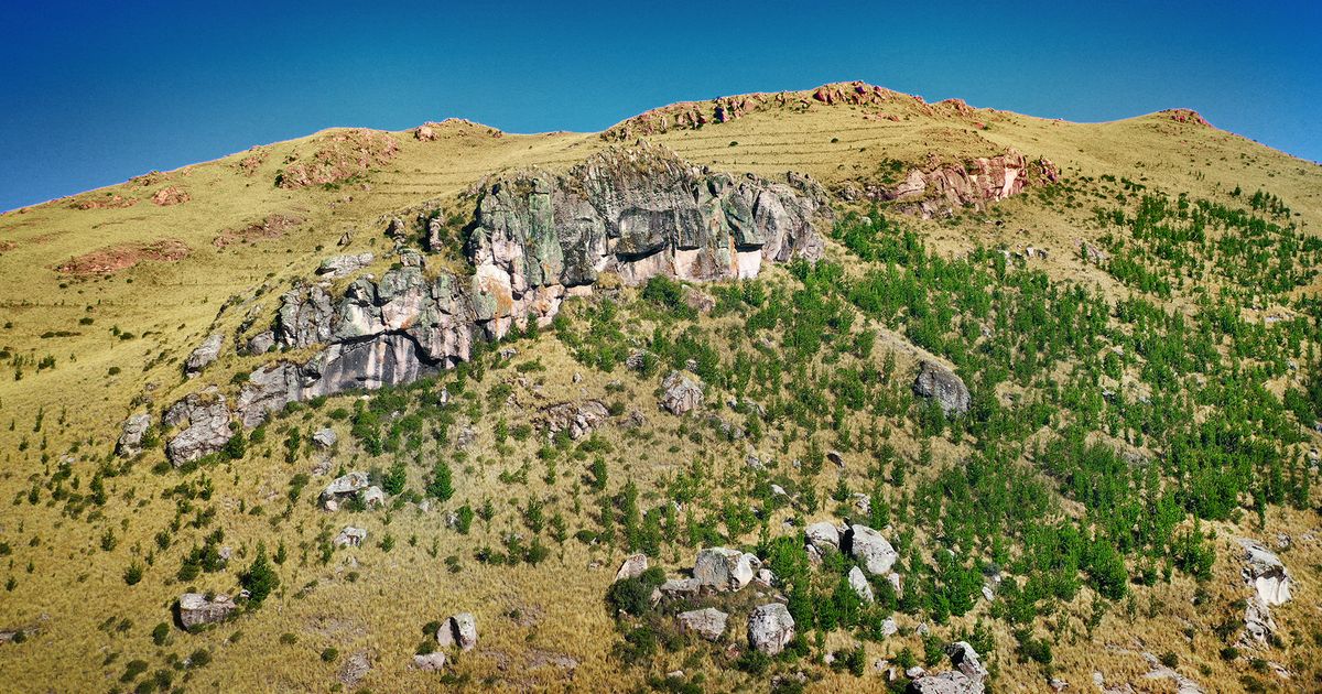 Young pine spreading across upland grassland at Ocra, Peru, a reforestation plantation.