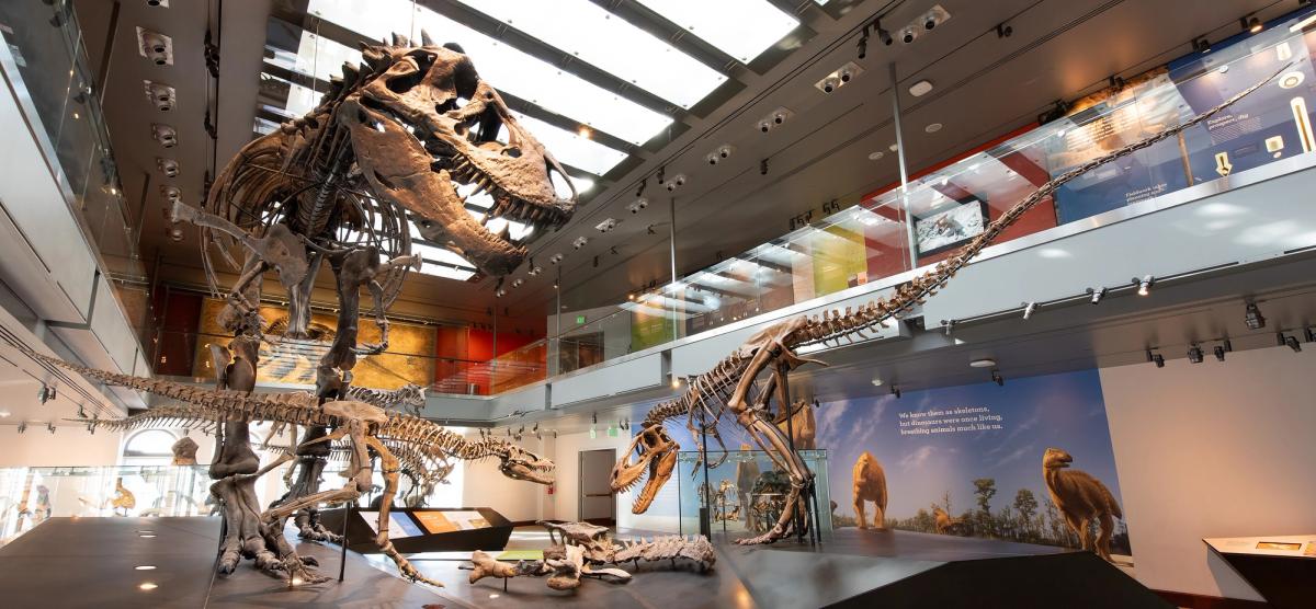 Three mounted tyrannosaur skeletons of increasing size displayed together in a museum hall, a small one in the foreground and a large adult behind.