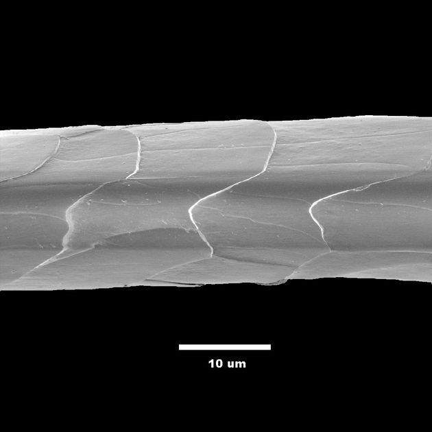 A scanning electron micrograph of a single cashmere goat hair, its overlapping cuticle scales visible along the shaft, with a ten micrometre scale bar beneath.