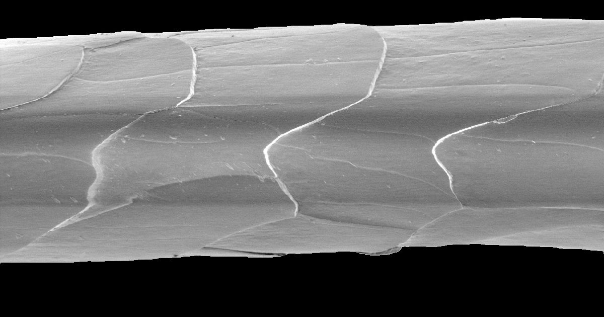 A scanning electron micrograph of a single cashmere goat hair, its overlapping cuticle scales visible along the shaft, with a ten micrometre scale bar beneath.