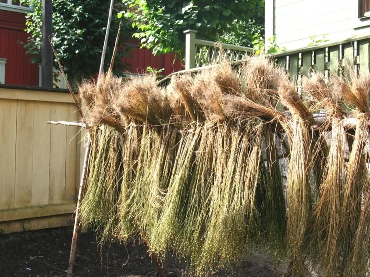 Material Singularity rendered in real time: Harvested flax hanging to dry on an outdoor frame, exposing the completely un-hackable, environment-dependent step of native textile provenance.