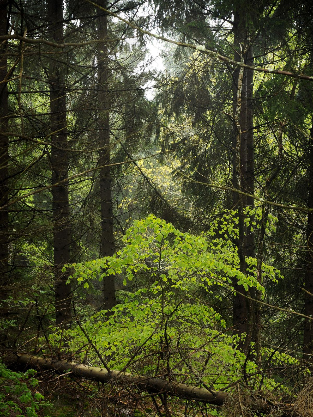 A young beech, in bright new leaf, growing in the shade of tall dark spruce.