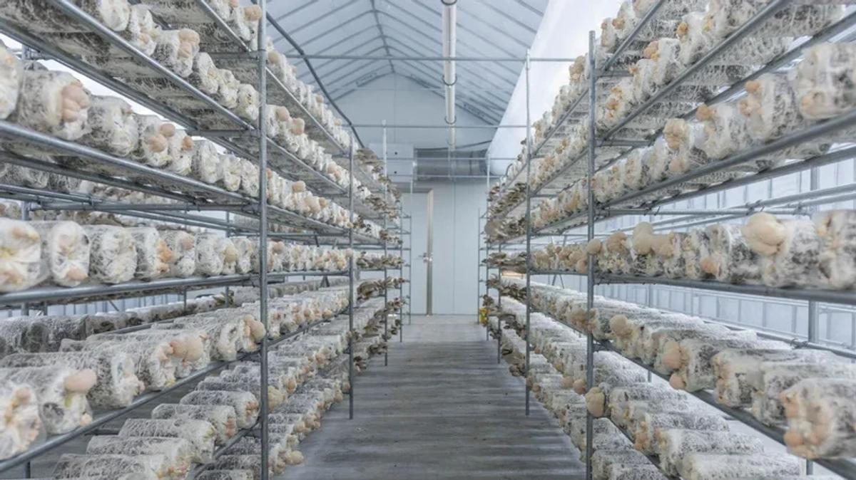 Biological life is harnessed and disciplined within the sterile confines of the laboratory, where the fungal kingdom is transformed into a managed narrative of corporate virtue and scalable luxury production.