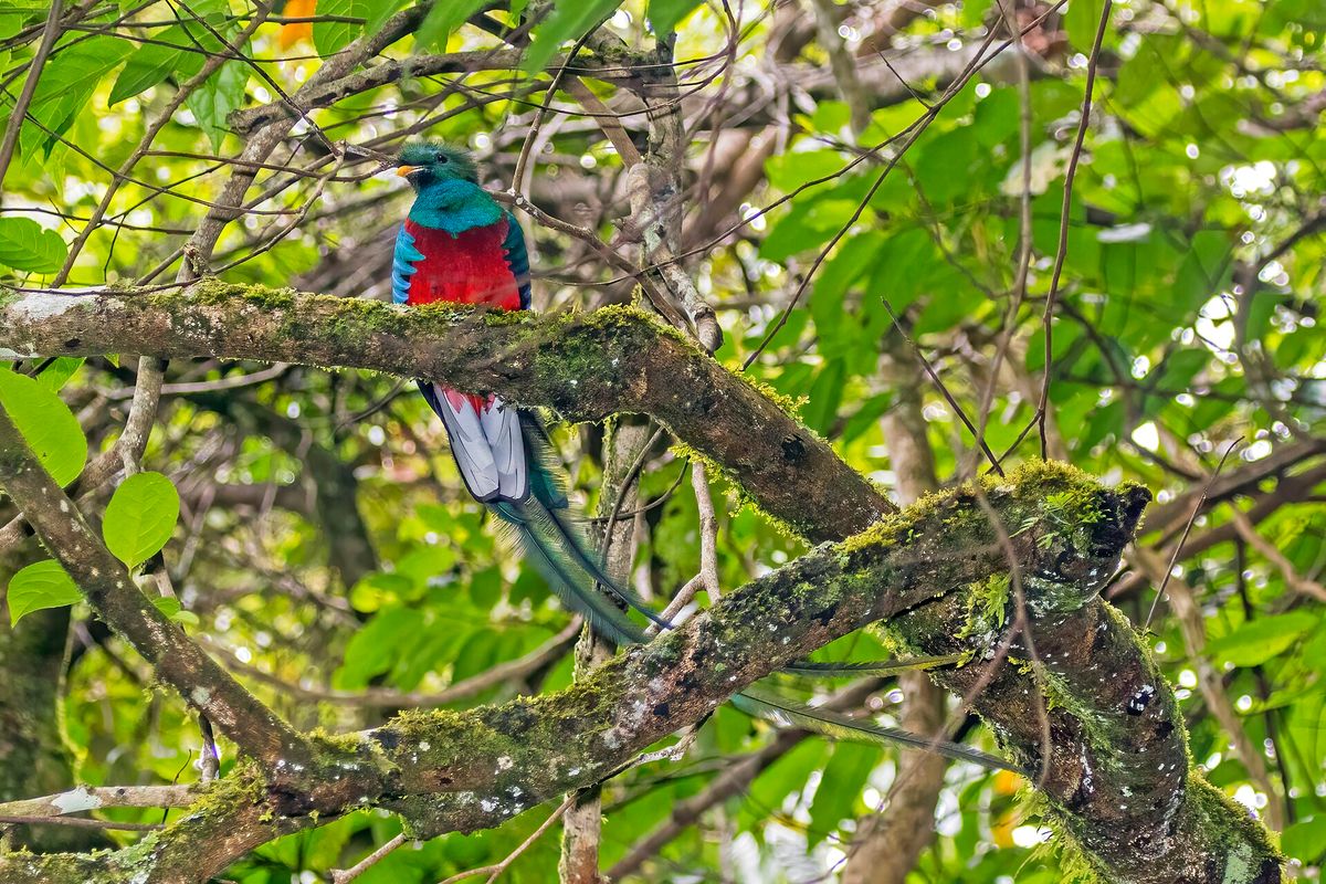 A male resplendent quetzal perched on a branch, iridescent green above and crimson below, with extremely long trailing tail feathers.