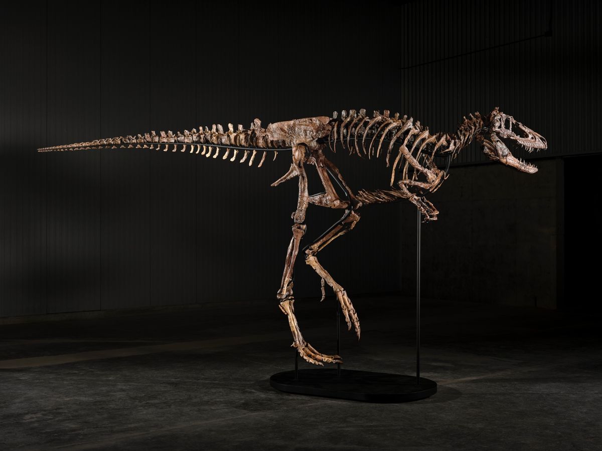 The same skeleton in full lateral view against a dark wall, head low and forward, tail extended straight behind, mounted on a black oval base.