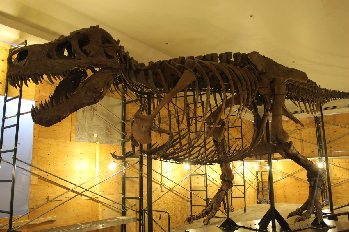A large mounted Tyrannosaurus rex skeleton in a gallery under construction, surrounded by plywood hoarding and scaffolding.
