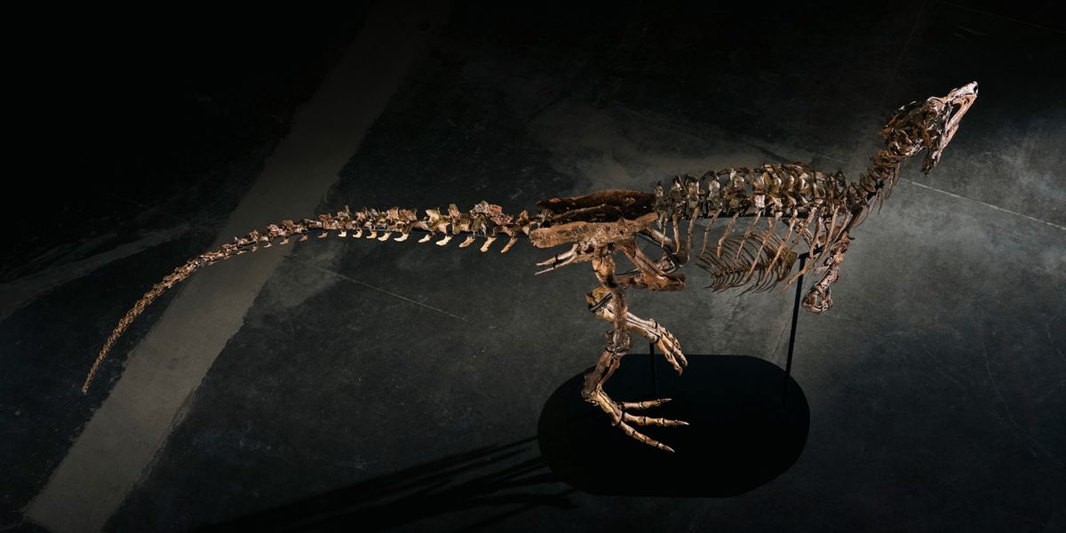 An elevated view looking down on the mounted skeleton from above and behind, the tail sweeping across the concrete floor toward the lower left.
