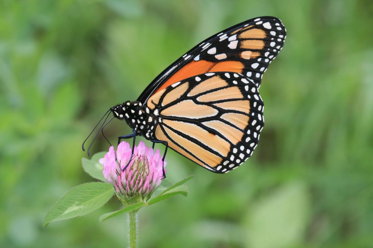 Monarch butterfly Danaus plexippus male with orange and black wings fully extended, the species featured in Jonathan Yeo’s portrait of King Charles III above the king’s right shoulder