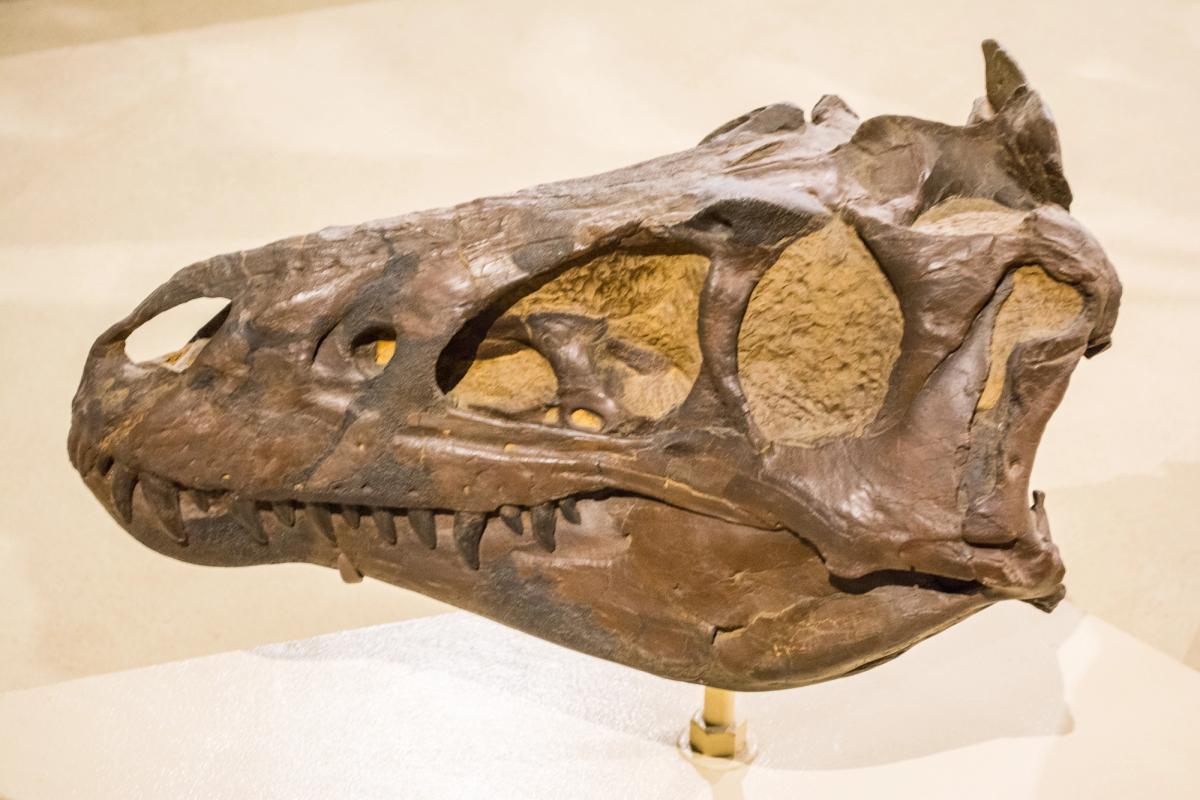 A cast of a Nanotyrannus skull in profile on a museum mount, long and narrow with a row of slender teeth, displayed at the Cleveland Museum of Natural History.