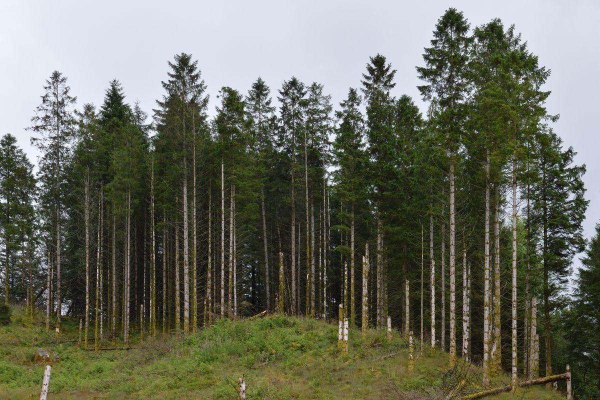 A dense stand of Norway spruce, dark trunks under a green canopy, in Norwegian woodland.