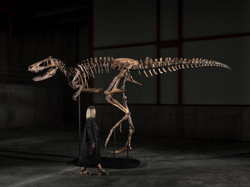 The mounted Nanotyrannus skeleton known as Jodi seen in full profile in a darkened hall, a woman standing beside its hind leg for scale, the skull raised to her left at roughly head height above her.