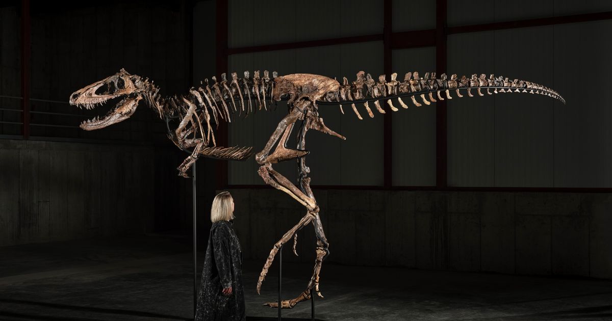 The mounted Nanotyrannus skeleton known as Jodi seen in full profile in a darkened hall, a woman standing beside its hind leg for scale, the skull raised to her left at roughly head height above her.