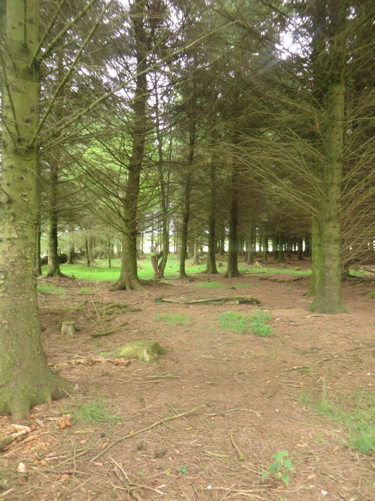 Inside a conifer plantation. Uniformly spaced trees of the same species and age, planted in rows, with bare needle litter and cut stumps on the ground.
