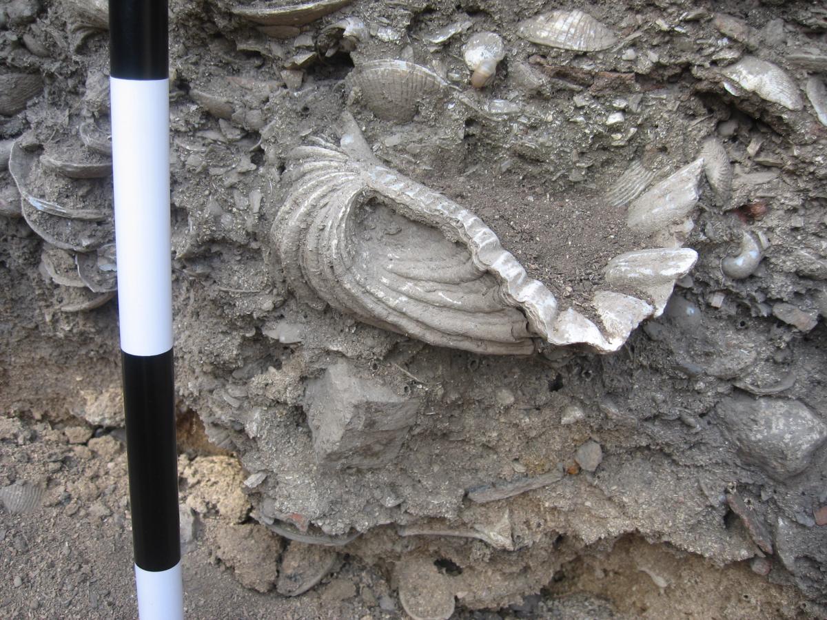 A giant clam shell exposed in a section through an ancient shell midden at Bourewa, Fiji.