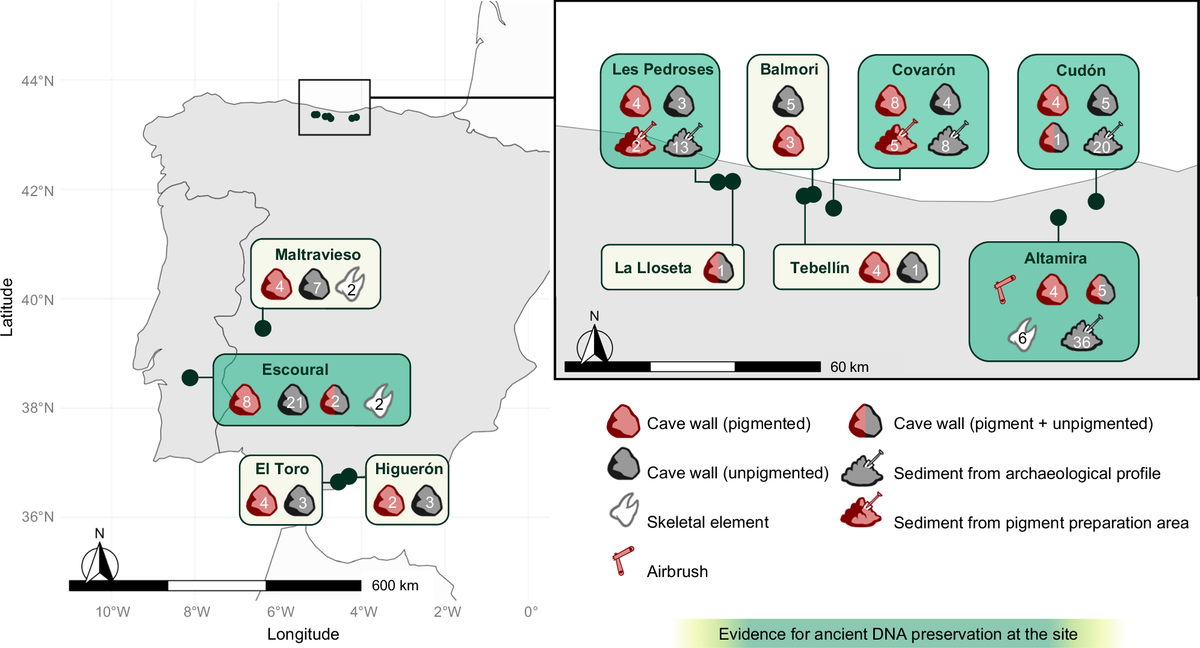 A map of the Iberian Peninsula with an inset enlarging the northern coast. Eleven labelled boxes mark cave sites, each listing counts beside icons for pigmented wall, unpigmented wall, sediment, skeletal element and an airbrush. Boxes shaded green mark sites where ancient DNA was recovered.