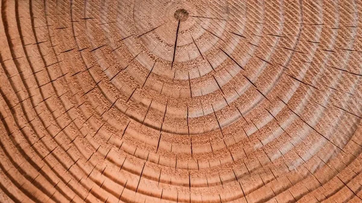  Case Study 3: The 'Living Codex.' Extending the PLCFA model to the digital realm, this software's value is its narrative of digital sovereignty. Like the growth rings of a tree, it is designed for permanence, rejecting the extractive, disposable models of current tech in favor of long-term stewardship of the self. 