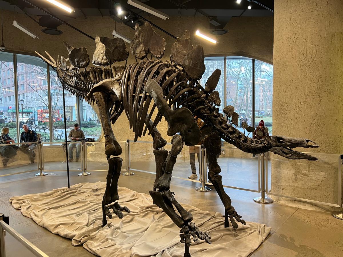 A mounted Stegosaurus skeleton with tall back plates standing in a glass-walled museum gallery, with a city street visible through the windows behind it.