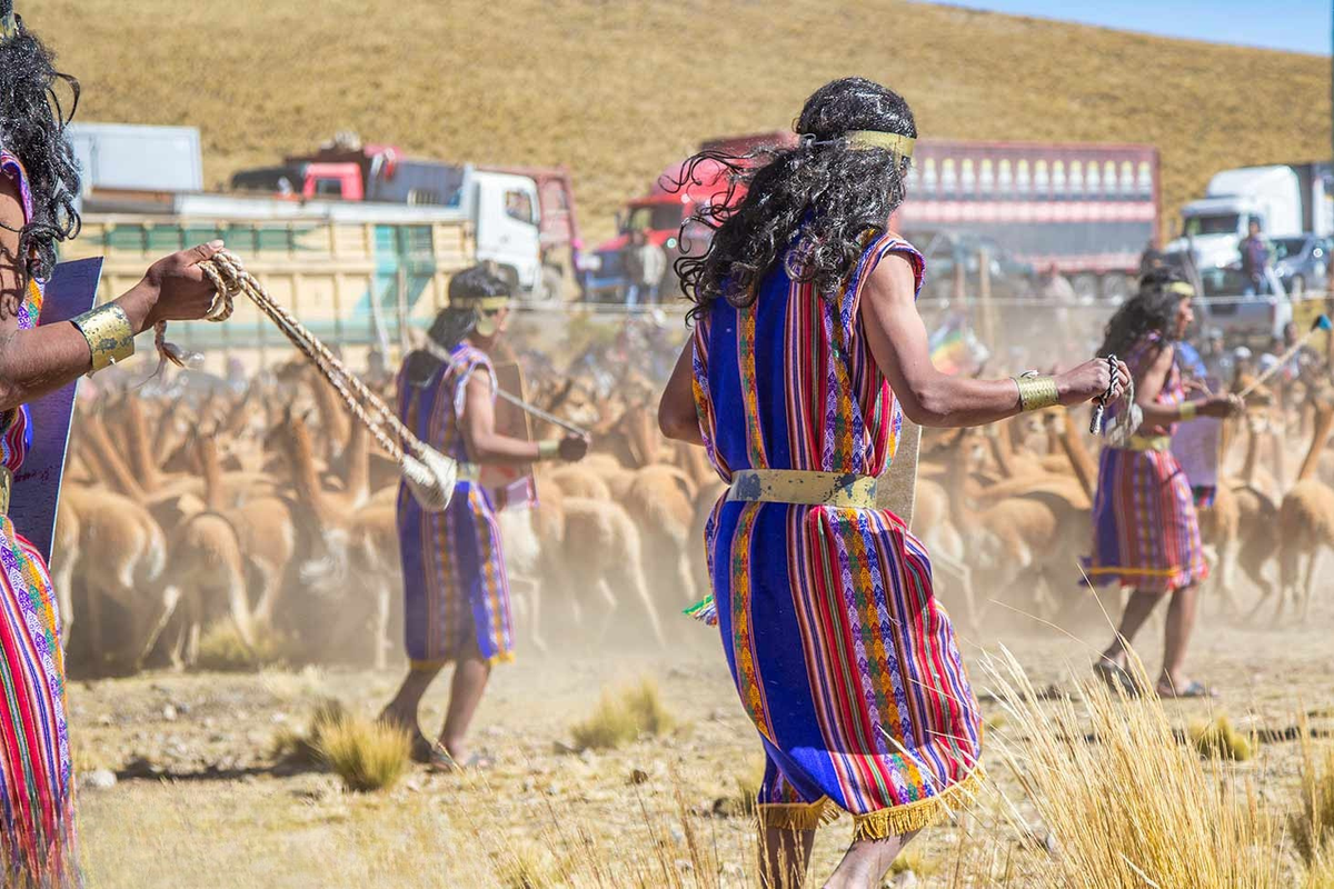 People in brightly striped woven garments herding a large flock of alpaca across dry high altitude grassland, trucks at the roadside behind.