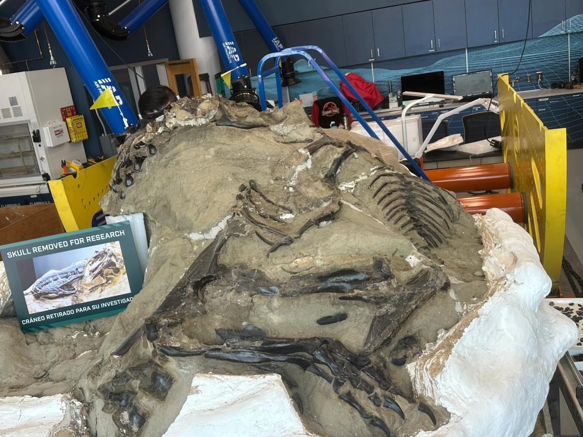 A large fossil block in a museum preparation laboratory, bones visible in the stone, with a printed sign in English and Spanish reading SKULL REMOVED FOR RESEARCH.