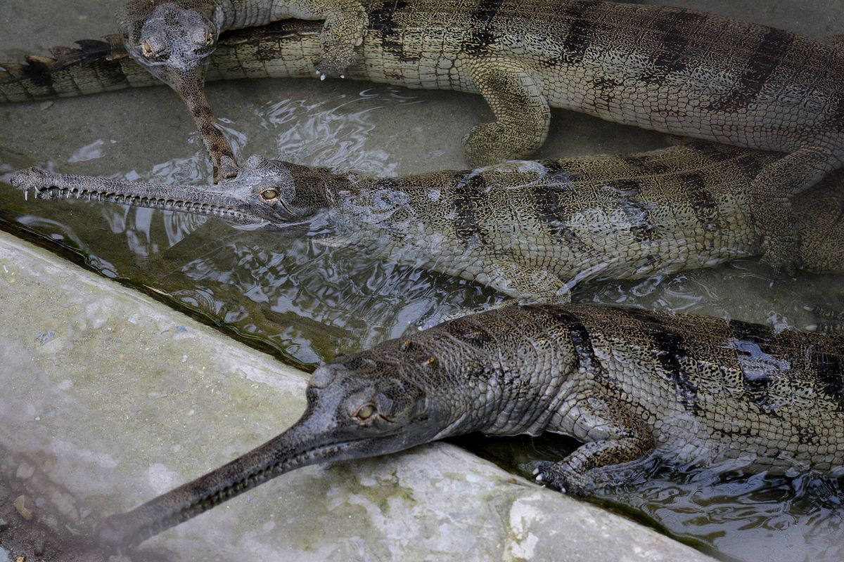 Farmed crocodiles at a crocodile farm, the regulated source of exotic hides traded under CITES permits.