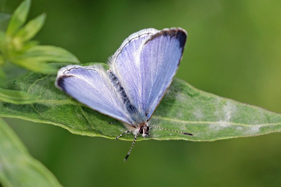 A small pale blue butterfly with white fringed wings, resting on a green leaf against a blurred green background.